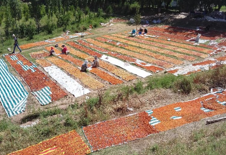 Working to save apricots in Tajikistan