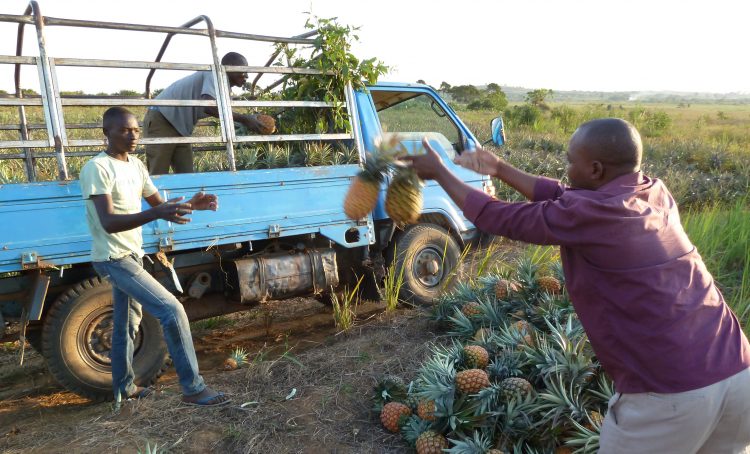 Flying pineapples – Re-considering losses in a fruit supply chain in Uganda