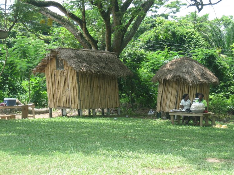 How understanding the biology of the crop can help us reduce losses of yams during on-farm storage in West Africa