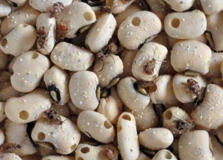 Focus on research in post-harvest storage of cowpea in Burkina Faso