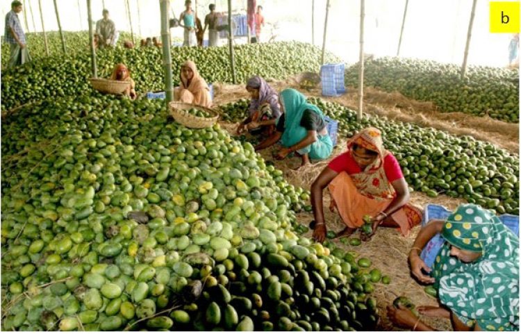 Biosensing for Advancing Quality of Agricultural Produce in Bangladesh