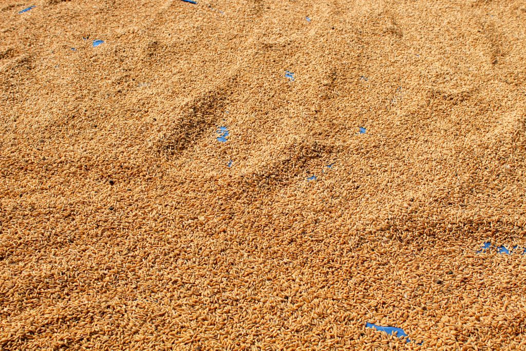 Open-air sun drying