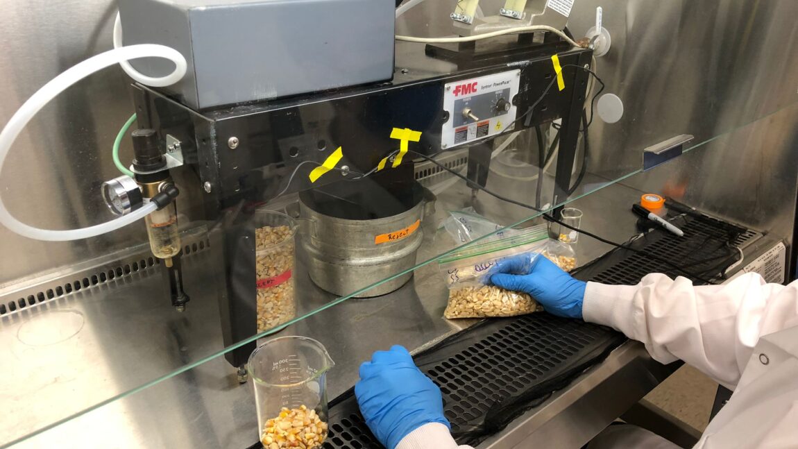Refining single-kernel maize sorting to reduce mycotoxin contamination