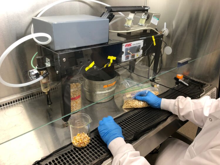 Refining single-kernel maize sorting to reduce mycotoxin contamination