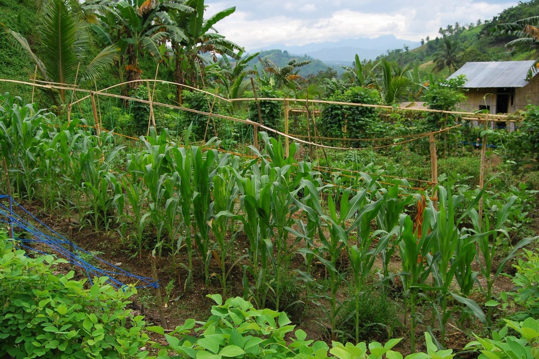 New ADMI project in The Philippines will manage soil health, implement ...